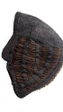 CAP CONSTRUCTION | Wefted